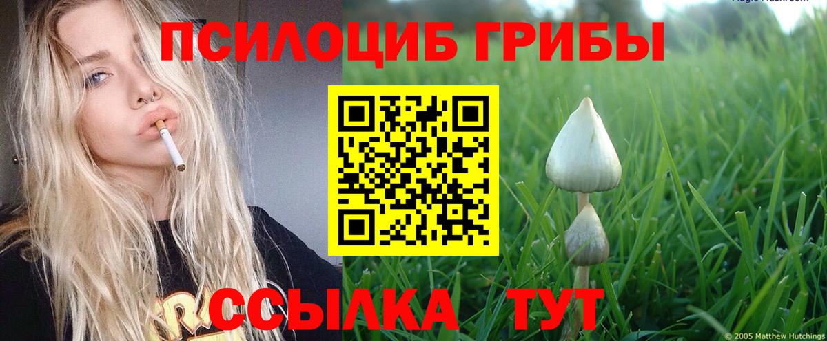 Псилоцибиновые грибы Psilocybine cubensis Златоуст